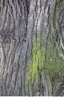 Tree Bark 0003